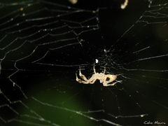 Uloborus