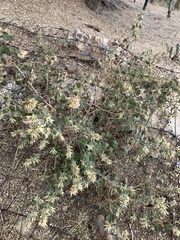 Brickellia californica