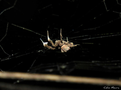 Uloborus