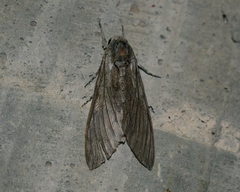 Agrius convolvuli