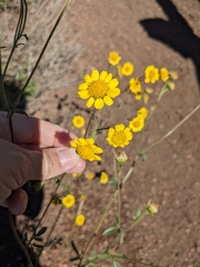 Hymenothrix dissecta