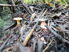 Paralepista flaccida