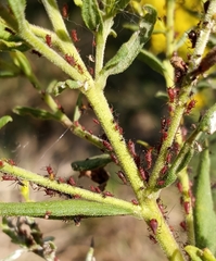 Uroleucon nigrotuberculatum