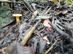 Paralepista flaccida