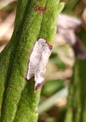 Asteromyia carbonifera