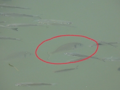 Sparus auratus