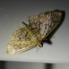 Herpetogramma pertextalis