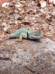 Sceloporus torquatus