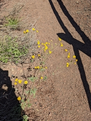 Hymenothrix dissecta