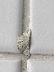 Idaea minuscularia