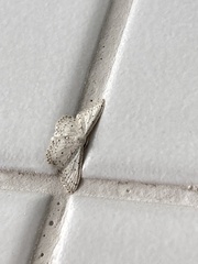 Idaea minuscularia