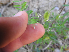 Vicia pubescens