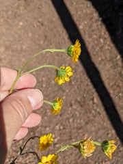 Hymenothrix dissecta