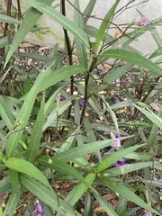 Ruellia