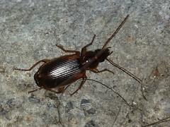 Cymindis