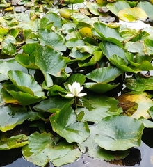 Nymphaea alba