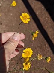 Hymenothrix dissecta