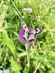 Melanargia lachesis