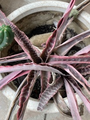 Cryptanthus