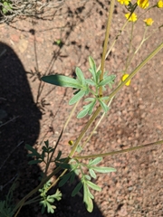 Hymenothrix dissecta