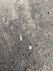 Megalorchestia corniculata