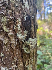 Sphaerophorus tuckermanii