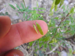 Vicia pubescens