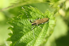 Agapanthia villosoviridescens