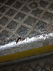 Cymindis