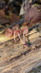 Mycena haematopus