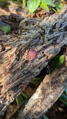 Mycena haematopus