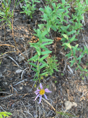 Eucephalus ledophyllus