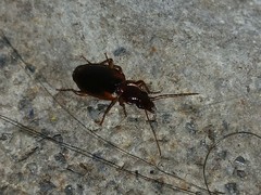 Cymindis