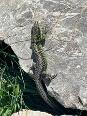 Iberolacerta monticola