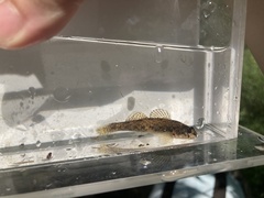 Etheostoma nigrum