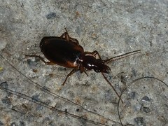 Cymindis