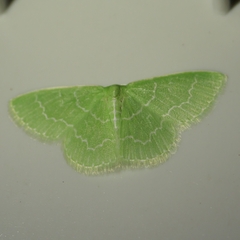 Synchlora frondaria