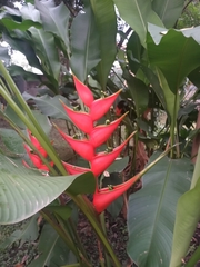 Heliconia bihai