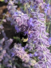 Bombus impatiens