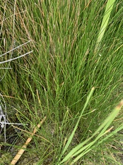 Eleocharis palustris