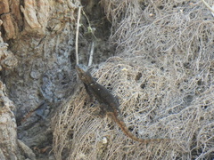 Sceloporus grammicus