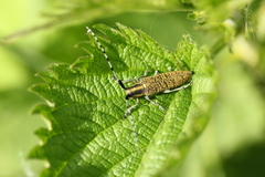 Agapanthia villosoviridescens