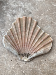 Pecten