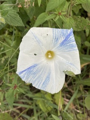 Ipomoea tricolor
