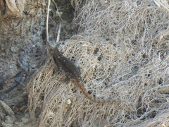 Sceloporus grammicus