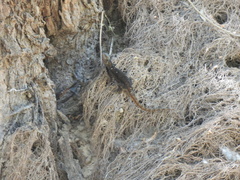 Sceloporus grammicus