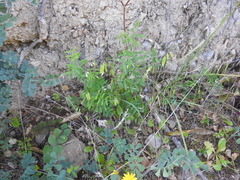 Vicia pubescens