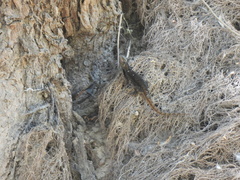 Sceloporus grammicus