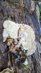 Crepidotus crocophyllus