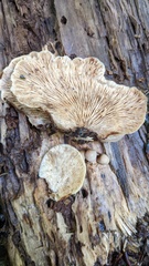 Crepidotus crocophyllus